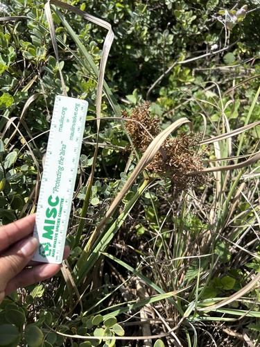 Cyperus javanicus observed 2024-03-22