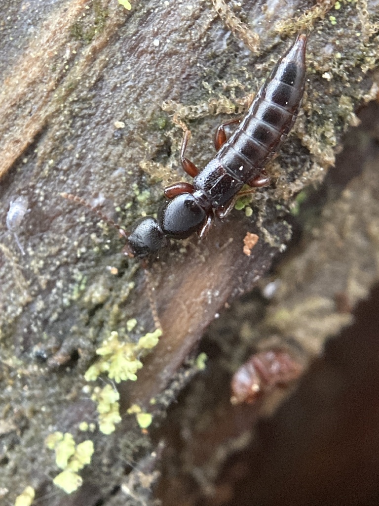 Lathrobium camplyacra
