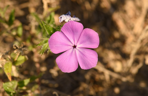 Phlox glabriflora ssp. glabriflora