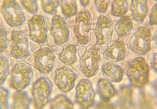 Cuspidatula labrifolia