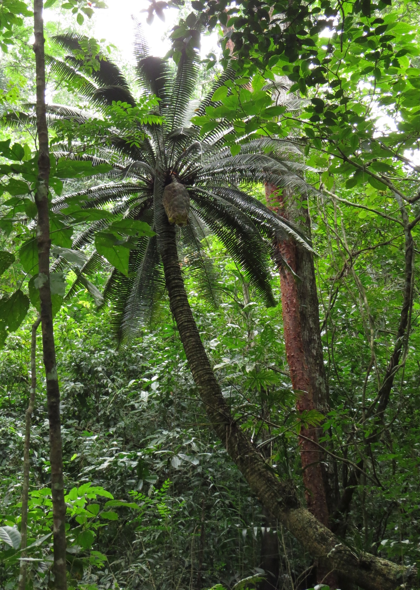 Dioon spinulosum