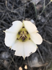 Calochortus ambiguus