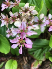Bergenia crassifolia