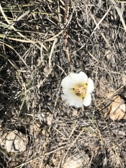 Calochortus ambiguus