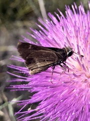 Atrytonopsis pittacus