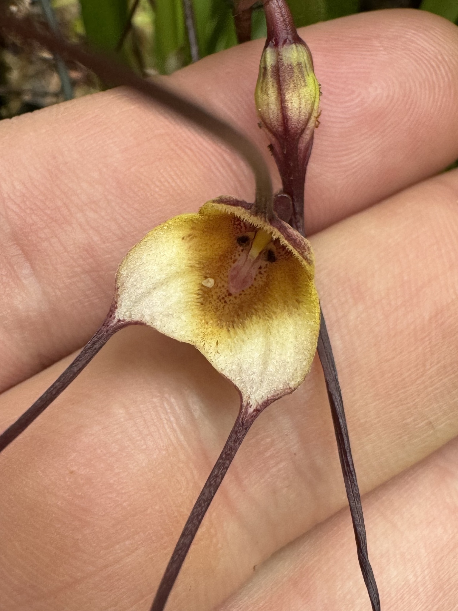 Imagem de Orquídea Drácula
