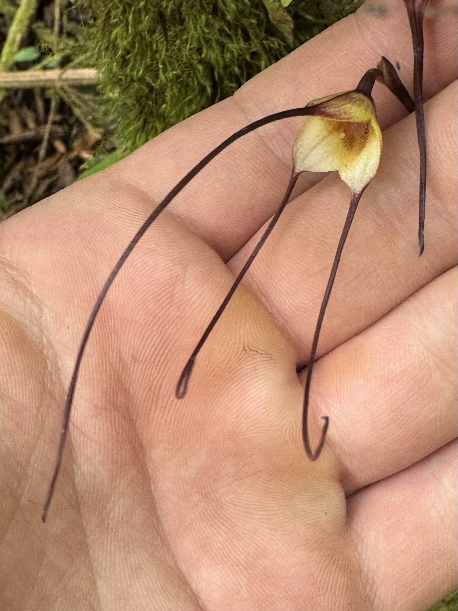 Imagem de Orquídea Drácula