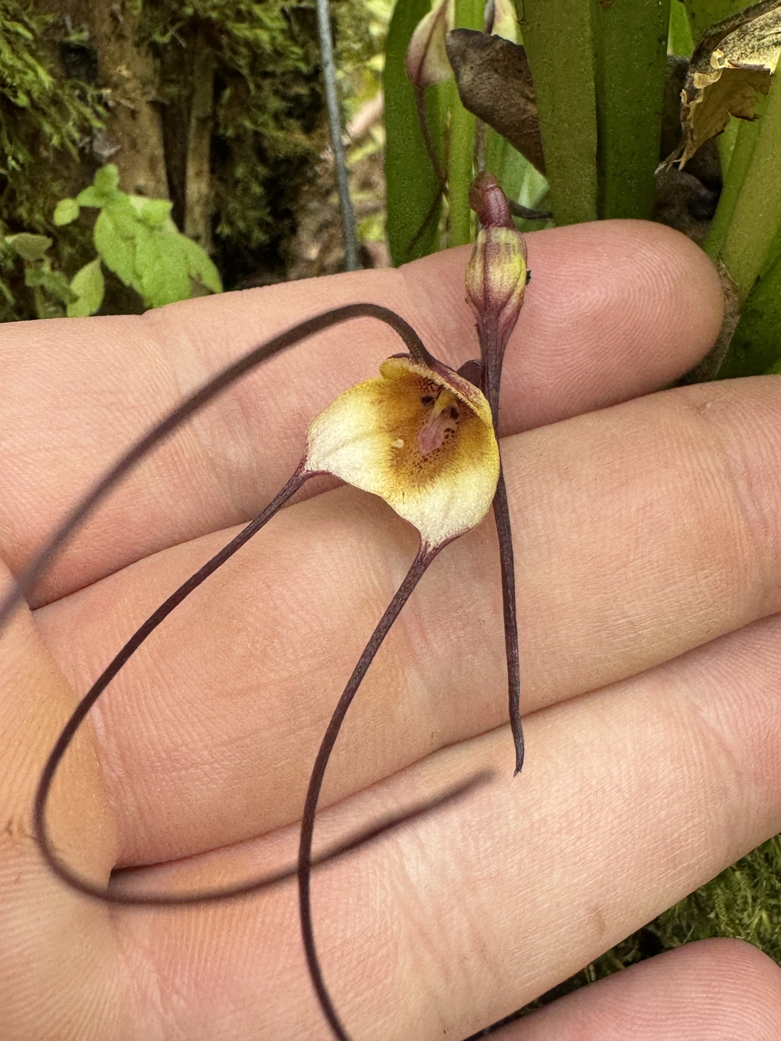 Imagem de Orquídea Drácula