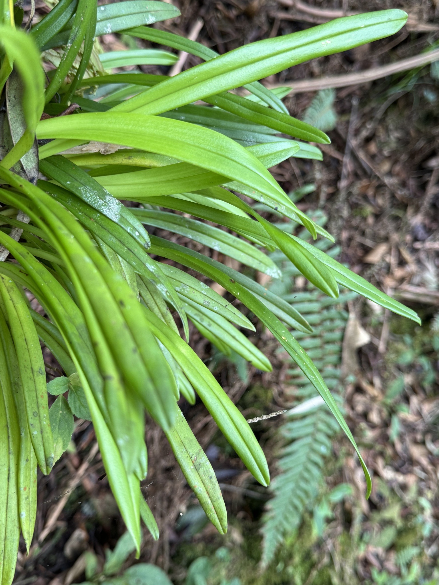 Imagem de Orquídea Drácula