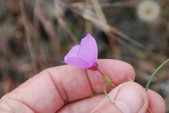 Clarkia arcuata