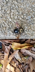 Xylocopa virginica
