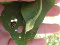 Ipomoea ochracea