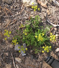 Cymopterus terebinthinus