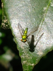 Condylostylus comatus