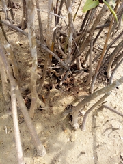 Rhizophora mangle