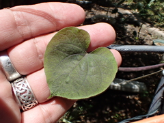 Ipomoea ochracea