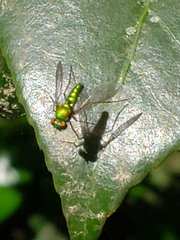 Condylostylus comatus