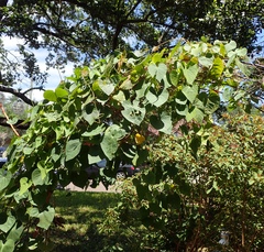 Ipomoea ochracea