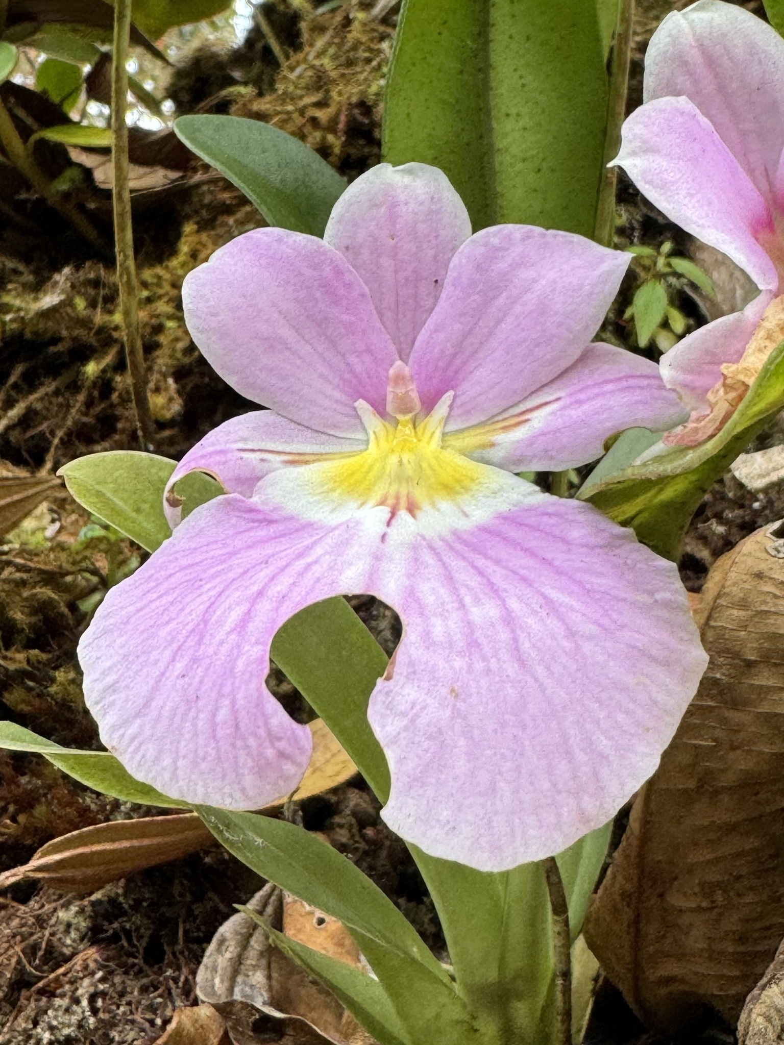 Imagem de Orquídea