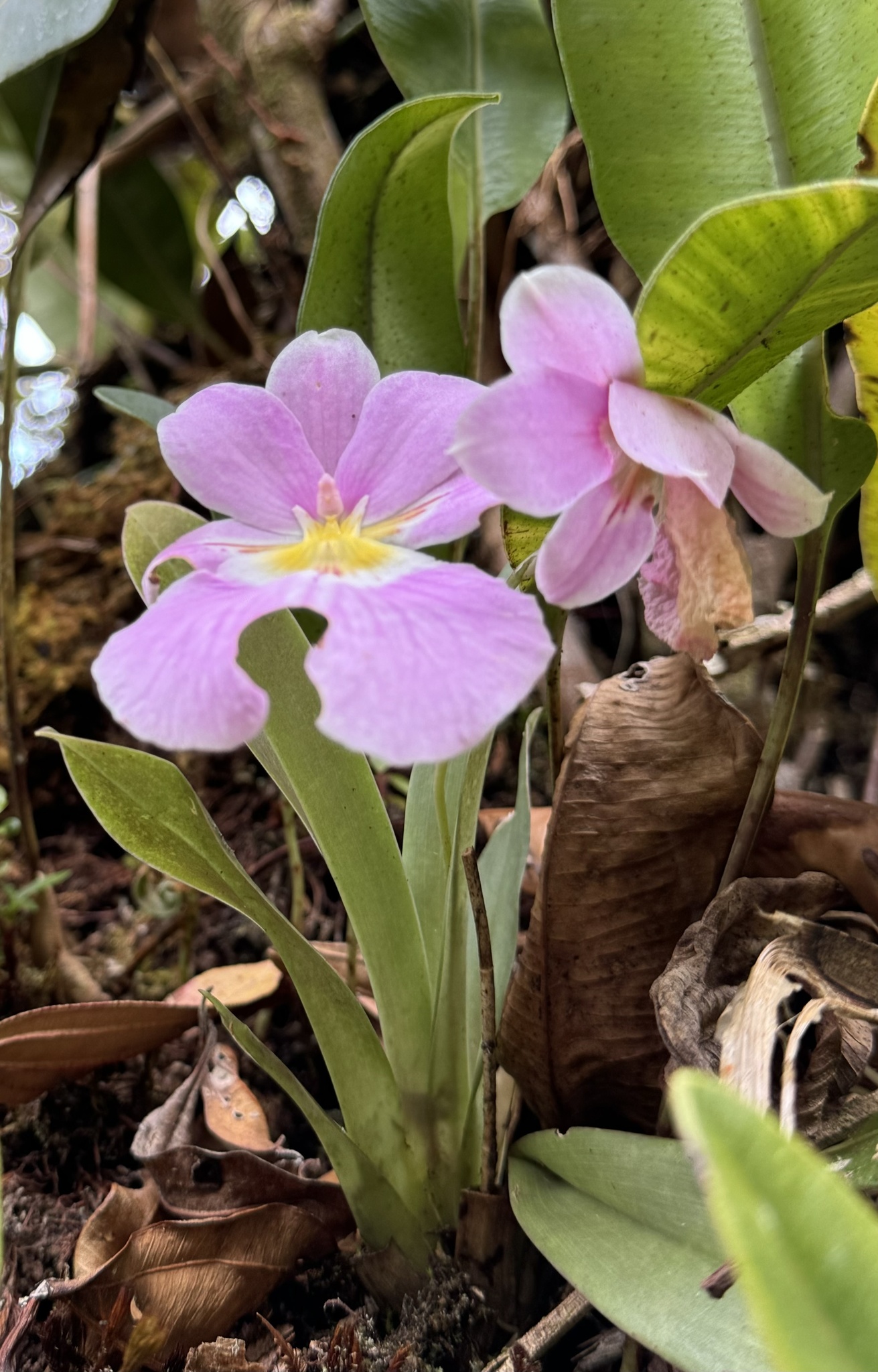 Imagem de Orquídea