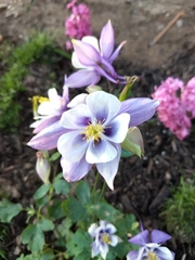 Aquilegia coerulea