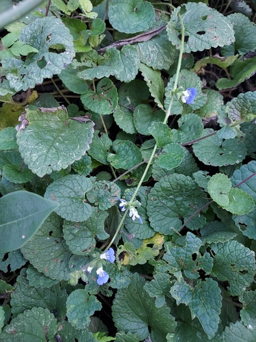Image of Salvia procurrens by (c) Roderick Cameron, some rights reserved (CC BY)