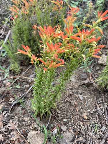 native paintbrush (Castilleja patriotica)