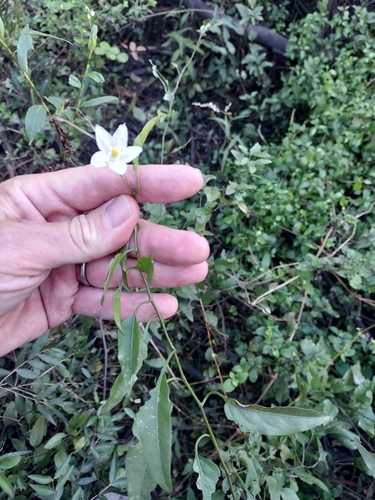 Solanum laxum