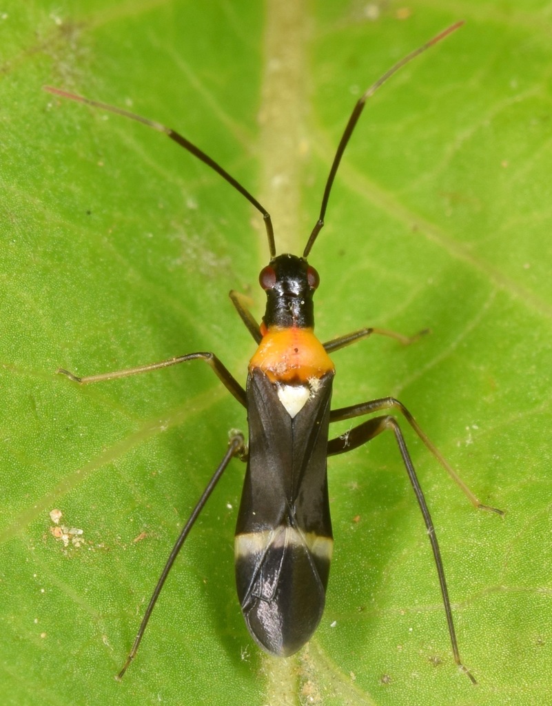 Eastern Regal Oak Mirid