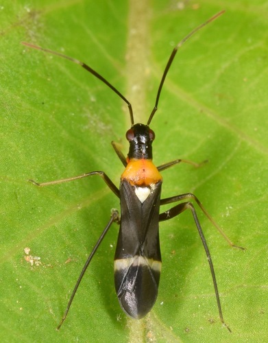 Eastern Regal Oak Mirid