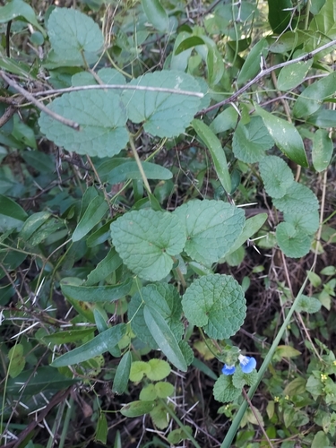 Image of Salvia procurrens by (c) Roderick Cameron, some rights reserved (CC BY)