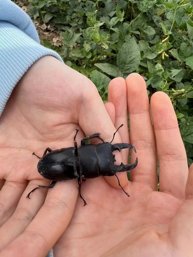 Serrognathus titanus platymelus