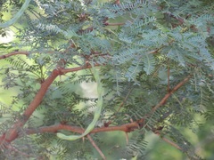 Vachellia natalitia