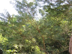 Vachellia natalitia