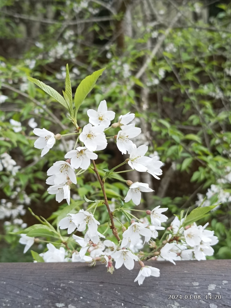 Anh đào rủ – Prunus itosakura