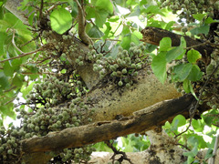 Ficus sur