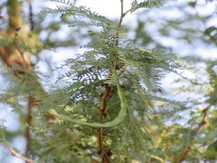 Vachellia natalitia