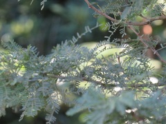 Vachellia natalitia