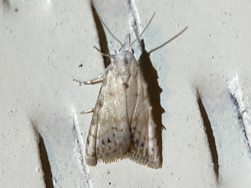 Sorghum Webworm Moth photo 6