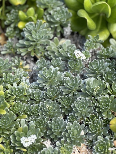 Heliotropium anomalum