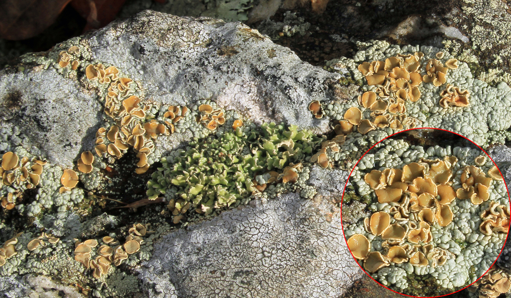 Scattered Rock-posy Lichen