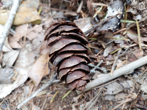 Image of Pseudotsuga wilsoniana by (c) Jason, some rights reserved (CC BY)