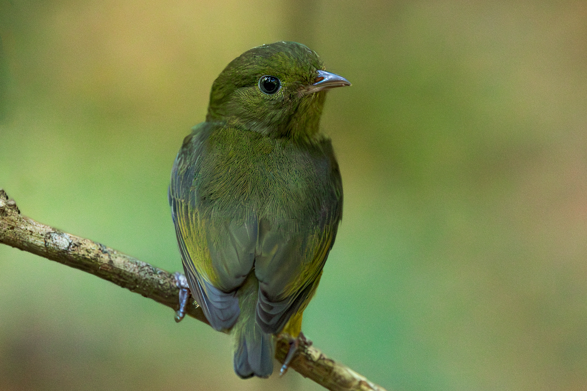 Red-capped Manakin (Ceratopipra mentalis)