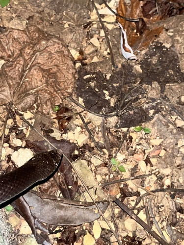 Argentine Pampas Snake