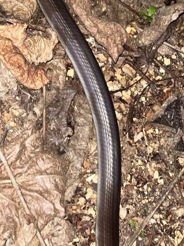 Argentine Pampas Snake