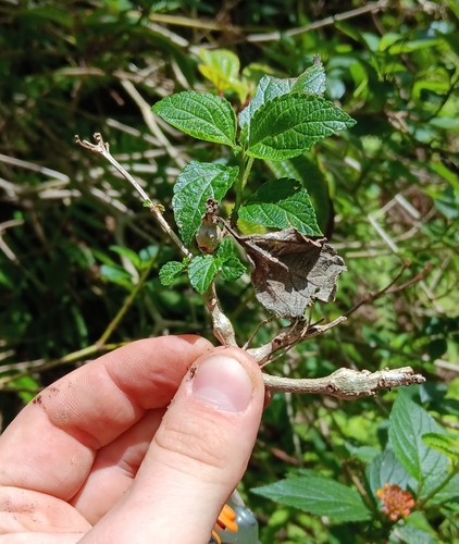 Eutreta xanthochaeta observed 2024-03-22