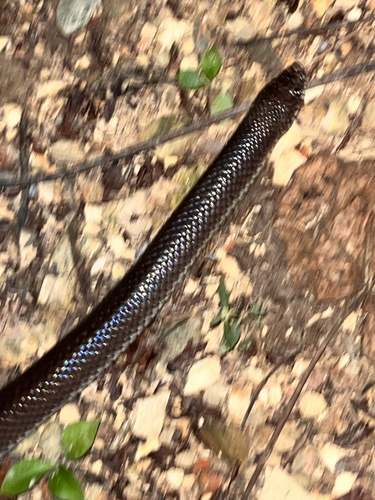 Argentine Pampas Snake