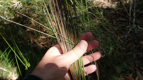 Image of Lepidosperma urophorum by (c) coenobita, some rights reserved (CC BY)