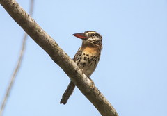 Caatinga Puffbird photo 4