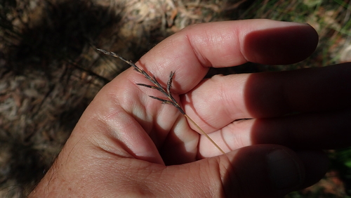 Image of Lepidosperma urophorum by (c) coenobita, some rights reserved (CC BY)